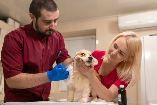 5 Essential Tips for Proper Pet Care: To Keep Your Pet Healthy And Secure