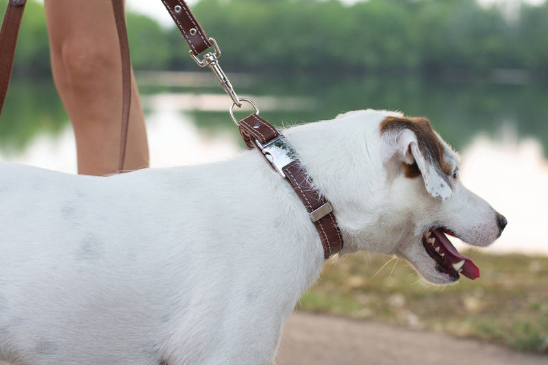 Quick-Release Style Soft Leather Euro Dog Collar: Navy Soft