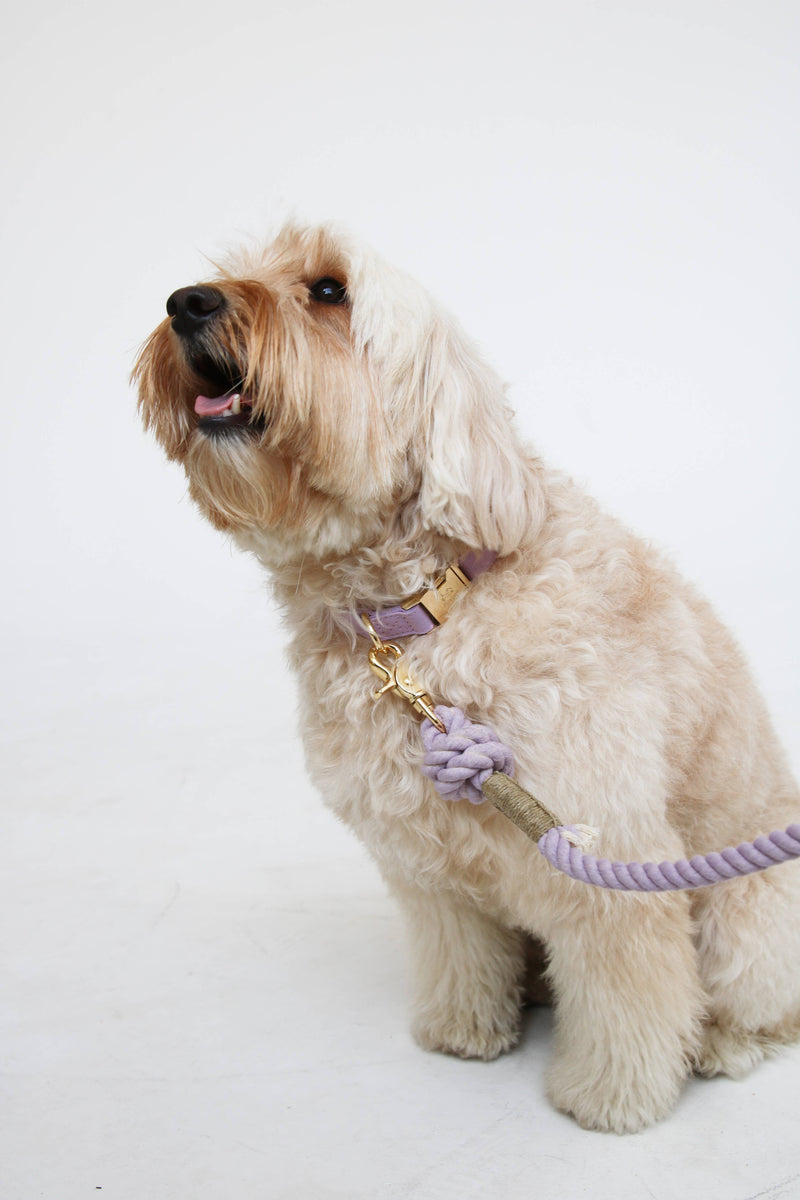 Furlou Dog Collar