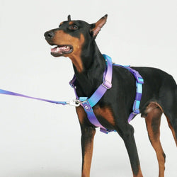 Spark Paws Comfort Control No-Pull Dog Harness - 90s Retro: L