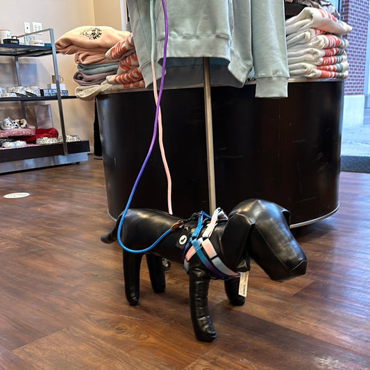 Summer Lite Nylon Ombré Harness & Leash Set