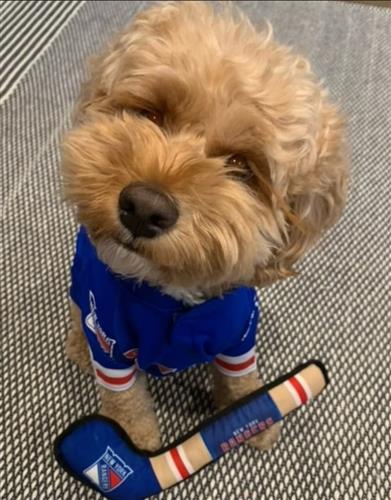 New York Rangers Pet Jersey