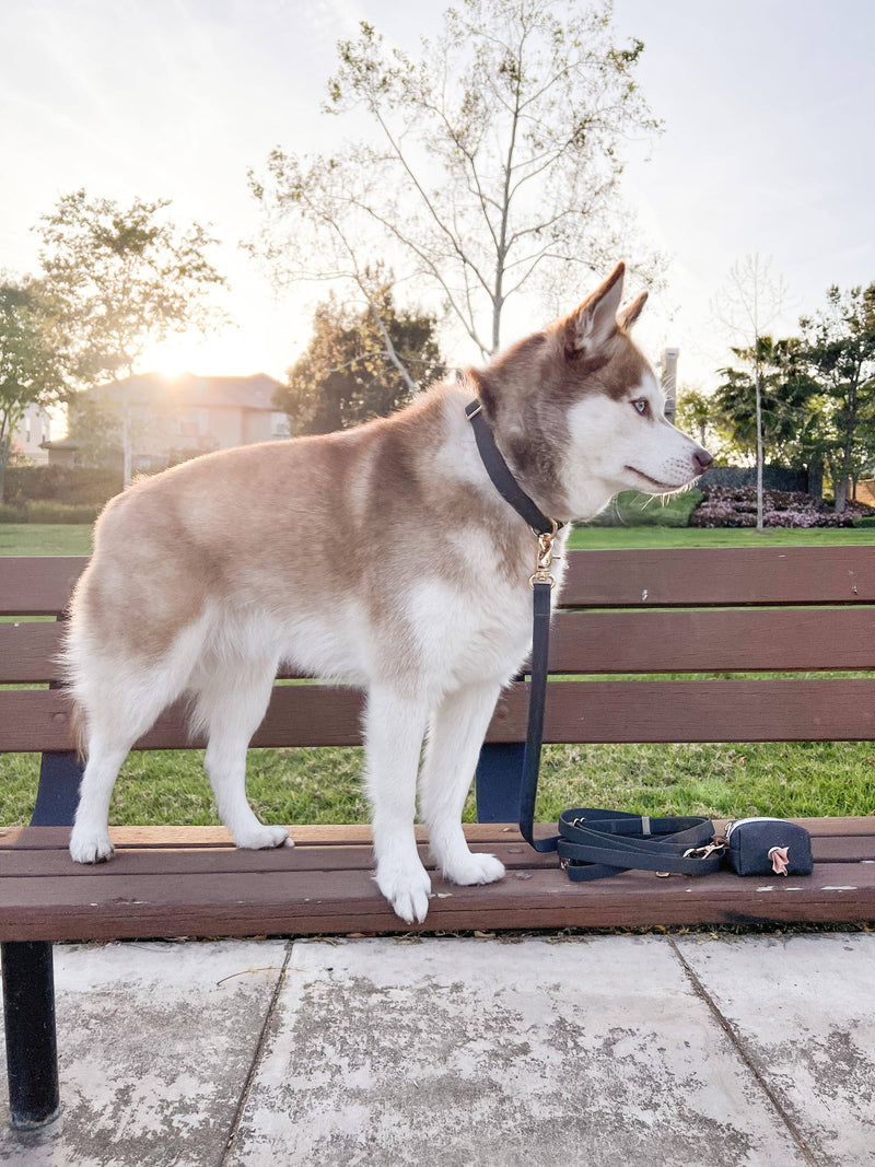 Sunny Tails Vegan PVC Waterproof Cloud Dog Collar