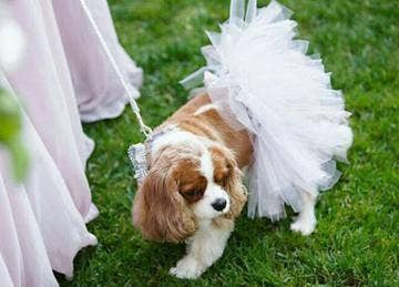 White Bridal Dog Tutu Skirt- Dog Tutu in White | Dog Dress
