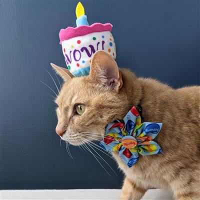 H&K Cat MeWow Birthday Cake Toy