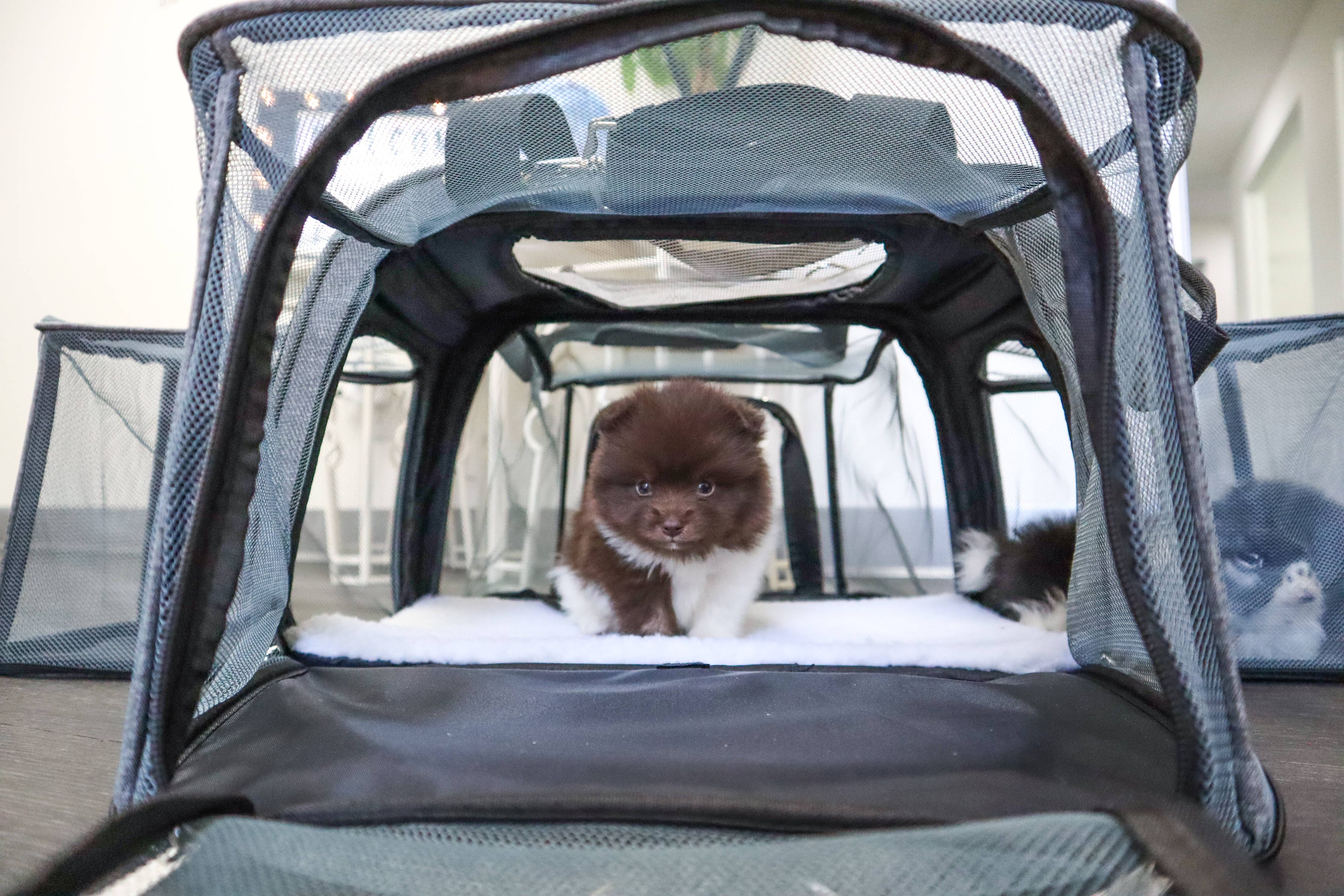 Happy Camper Pet Carrier – Frenchie Tale