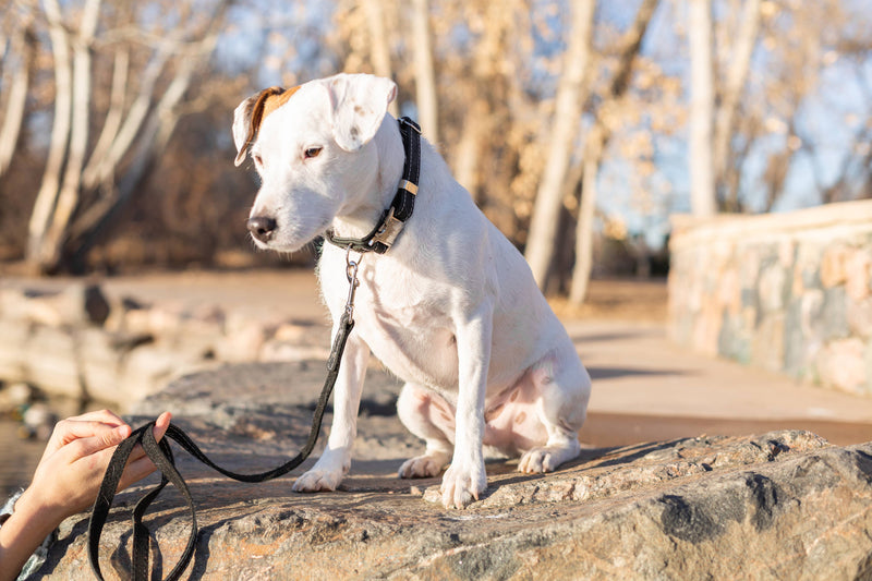 Quick-Release Style Soft Leather Euro Dog Collar: Navy Soft