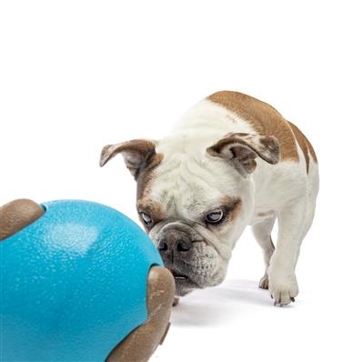 Busy Ball Dog Fetch Toy Medium