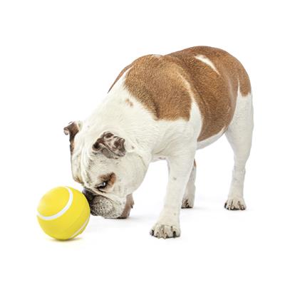 Giggling Tennis Ball Dog Fetch Toy Large