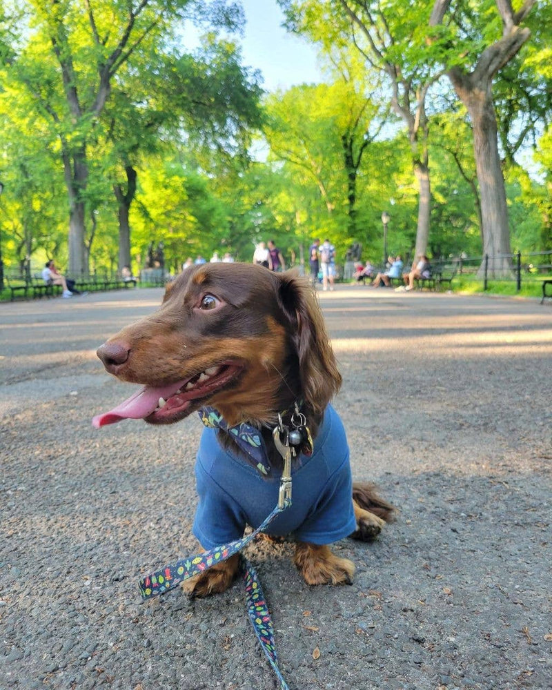 "Let's Taco Bout It" Dog T-Shirt - Blueberry Blue