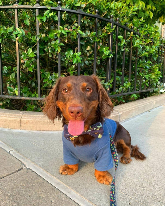 "Let's Taco Bout It" Dog T-Shirt - Blueberry Blue