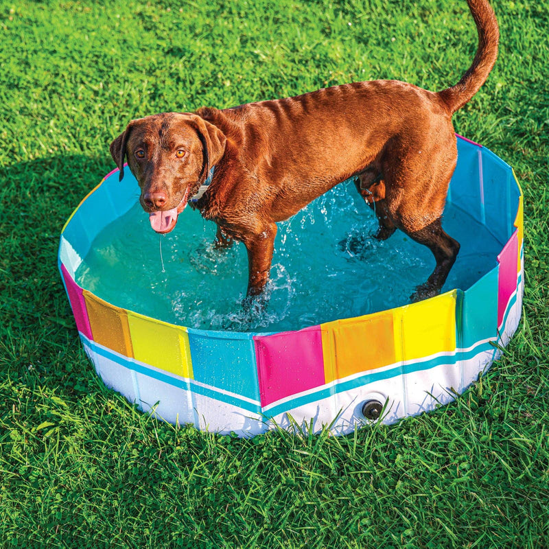 The Colors of the Rainbow Pet Splash Pool