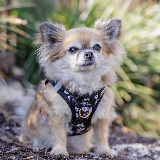 Step In Dog Harness: No Pull Harness | For XS to Medium Dogs & Cats | Midnight Cherry Blossoms