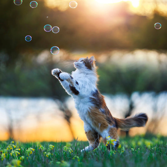 Purrin' Good Bubbles Catnip Infused