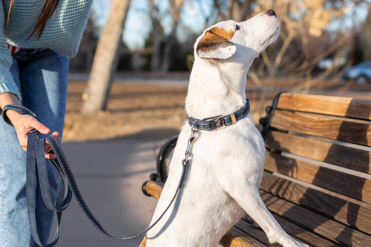 Quick-Release Style Soft Leather Euro Dog Collar: Navy Soft