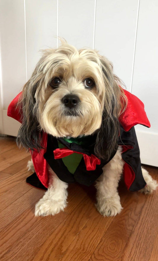 Vampire Pet Costume