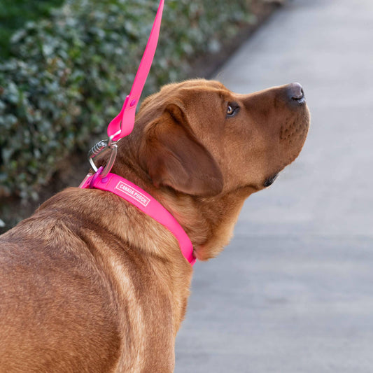 Waterproof Dog Leash (Pink)