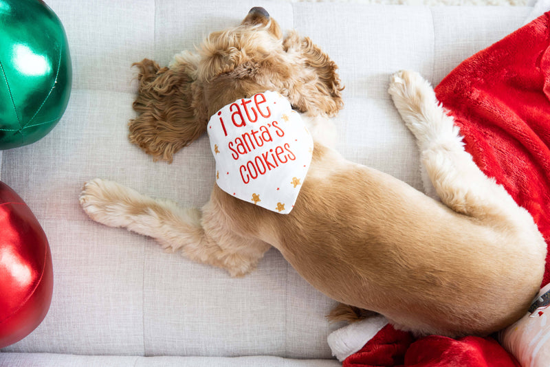 "I Ate Santa's Cookies" Christmas Dog Bandana, S/M