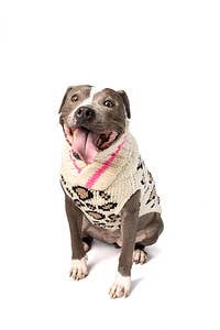 Chilly Dog- Leopard Dog Sweater