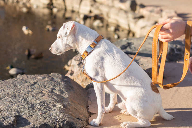 Quick-Release Style Soft Leather Euro Dog Collar: Navy Soft