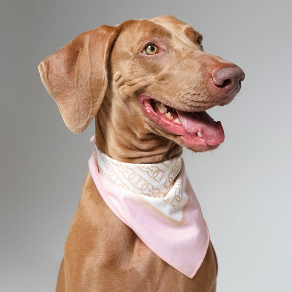 Cooling Dog Bandana