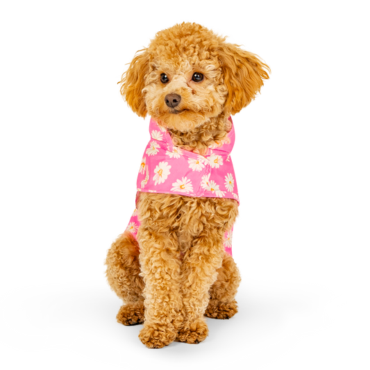 Canada pooch Raincoat (Daisy)