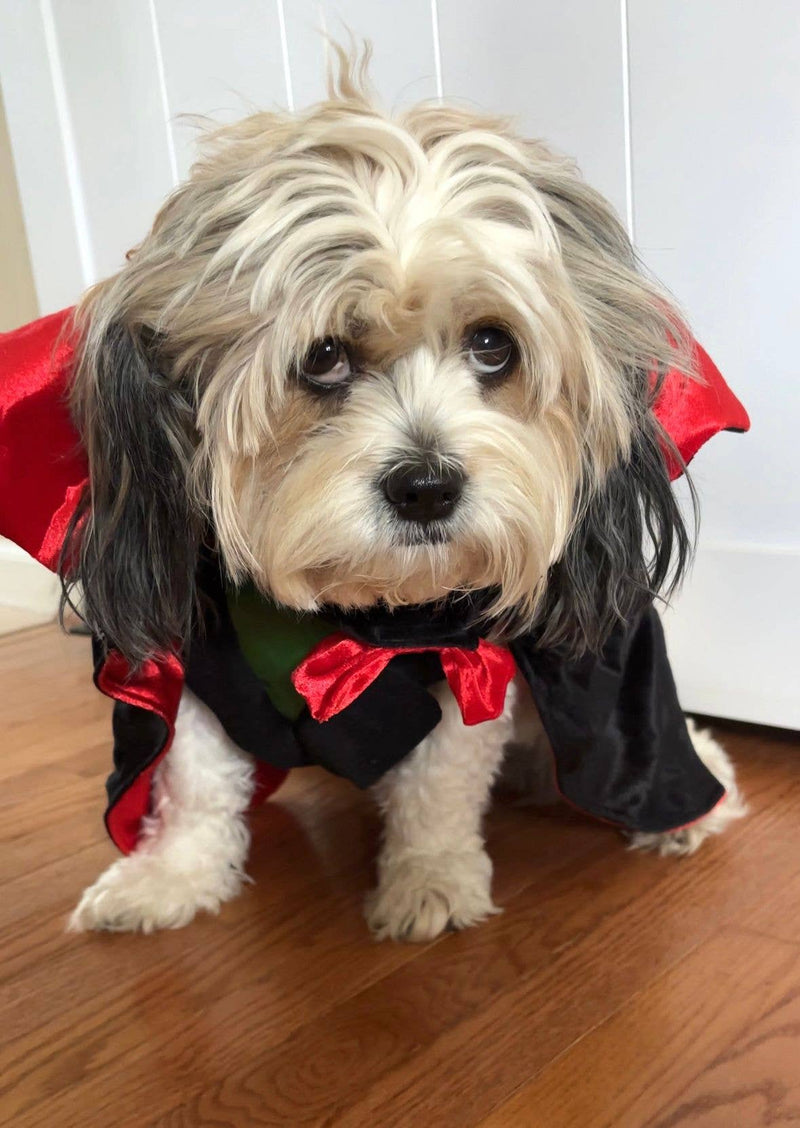 Vampire Pet Costume