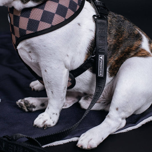 Frenchie Comfort Leash - Black