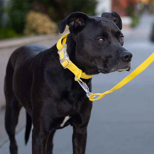 Waterproof Dog Leash (Yellow)