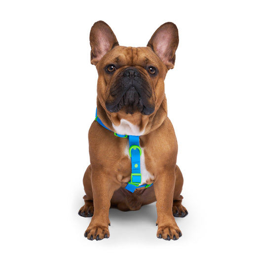 Canada Pooch Waterproof Dog Harness (Blue)