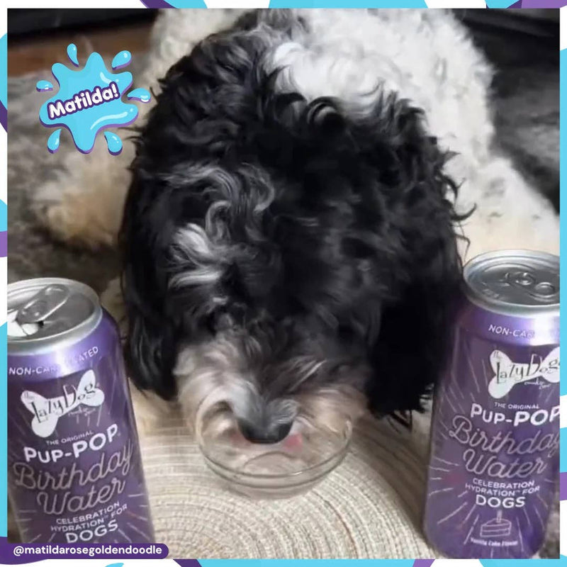 Lazy Dog Pup-POP Birthday Water Vanilla Cake Flavor