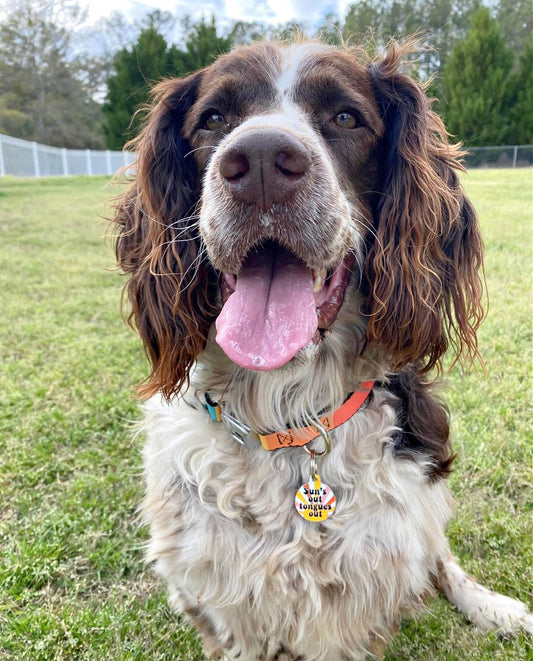 Suns Out Tongues Out - Pet ID Tag or Dog Collar Charm: Engraved QR Code / Large 1.25"
