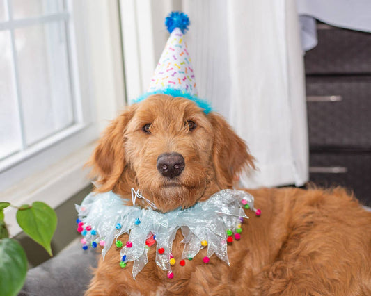 Multipet Party Hat Blue