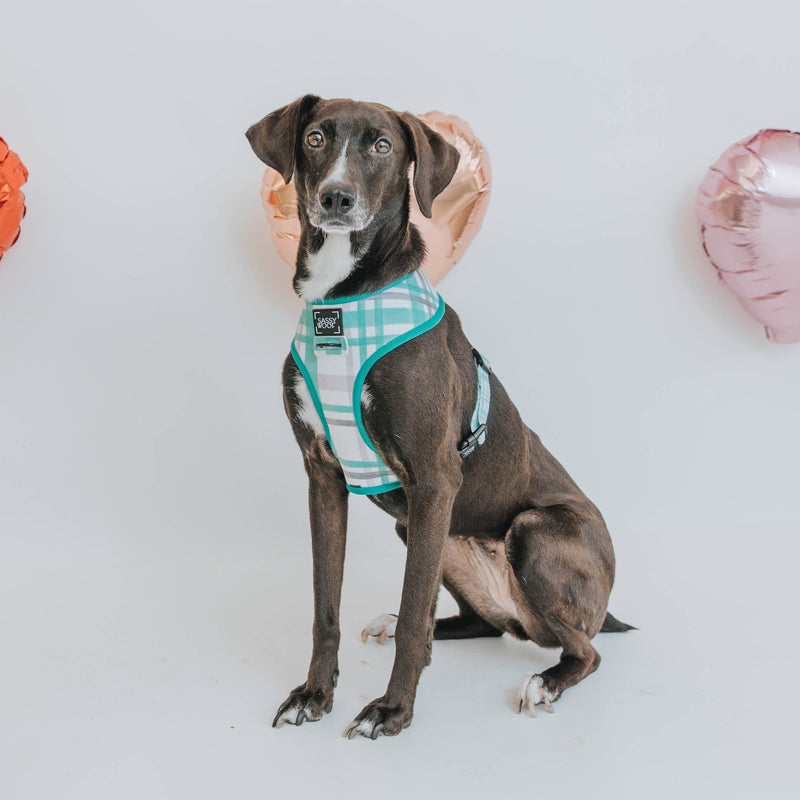 Dog Reversible Harness - Wag Your Teal: XL