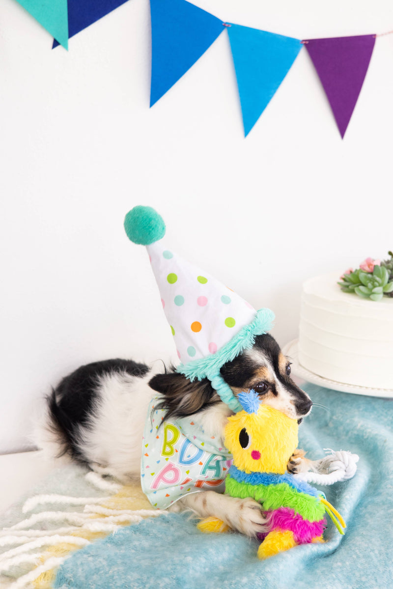 Birthday Pup Bandana & Hat Set - S/M