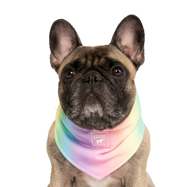 Chill Seeker Cooling Dog Bandana Rainbow