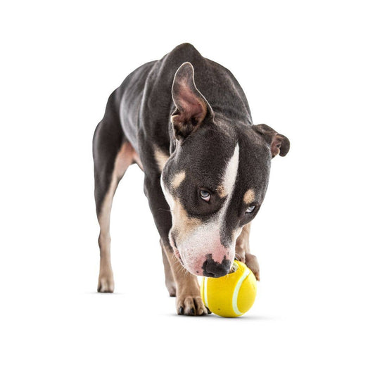 GURU Pet Company Tennis Treat Ball Dog Chew Toy MED