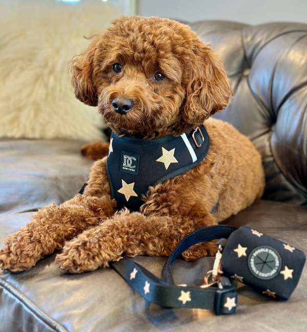 Doodle Couture Limited Edition Embroidered Rockstar Adjustable Harness Black with Gold Stars