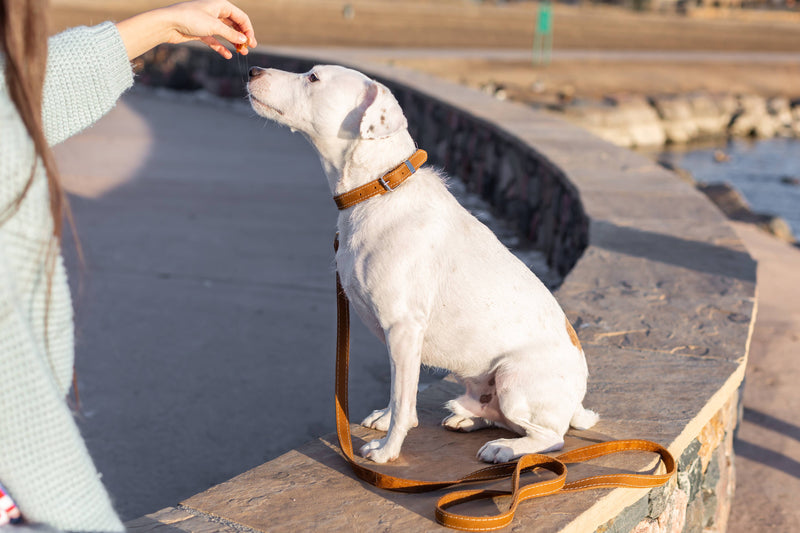 Traditional Style Soft Leather Euro Dog Collar: M 3/4" Wide 13"-17" Range / Coral Soft