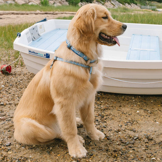 Gull Watch Dog Harness