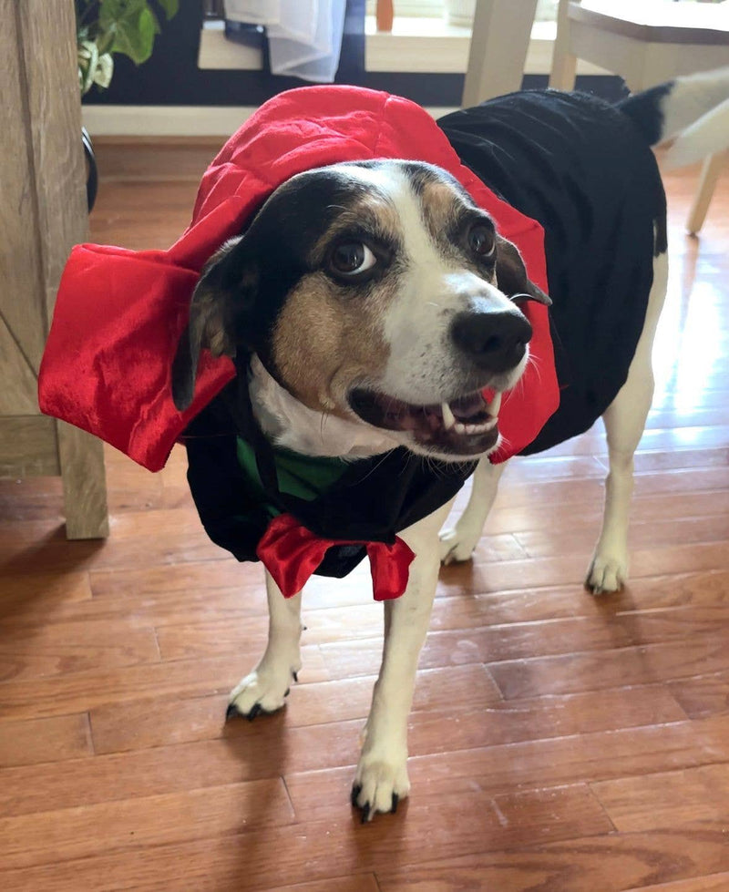 Vampire Pet Costume