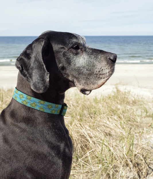 Sea Turtle Dog Collar: XS / Narrow