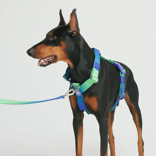 Spark Paws Comfort Control No-Pull Dog Harness - Lime Wave: L