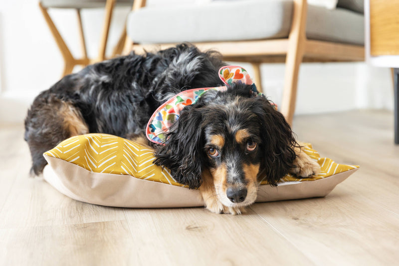 Yellow Chevron Pattern Washable Pet Bed Cover: Medium Bed Cover Only