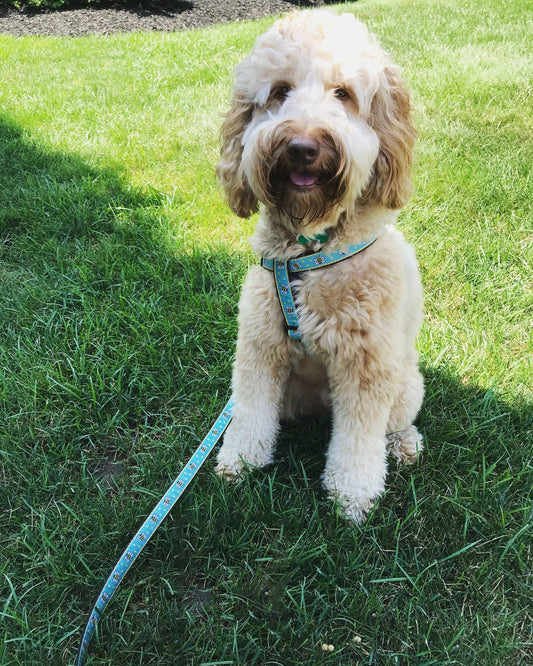 Up Country Bee Dog Harness