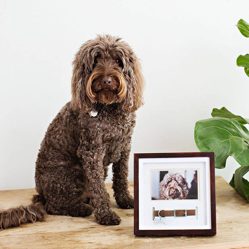 Memorial Pet Collar and Photo Frame in Espresso