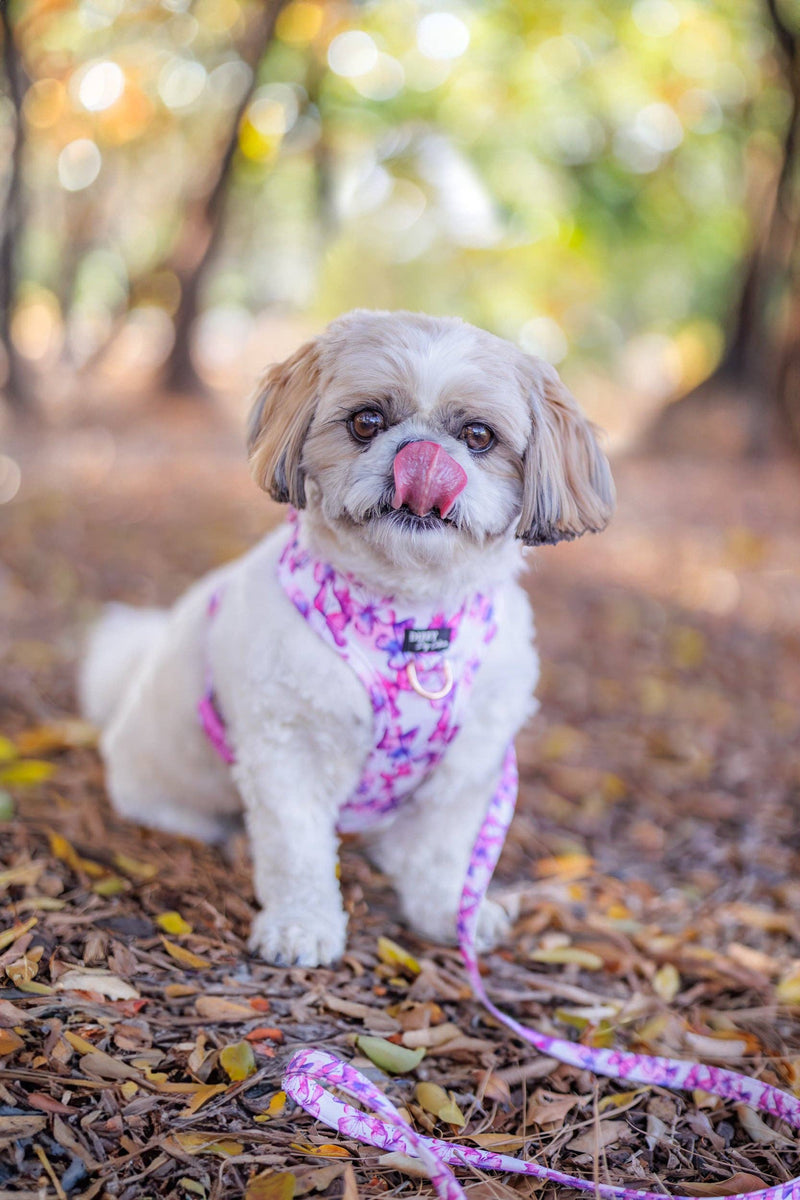 Dizzy Dog Adjustable Harness