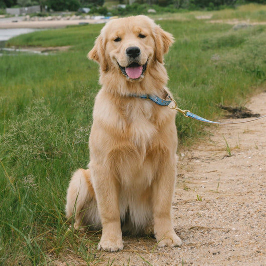 Gull Watch Martingale Dog Collar