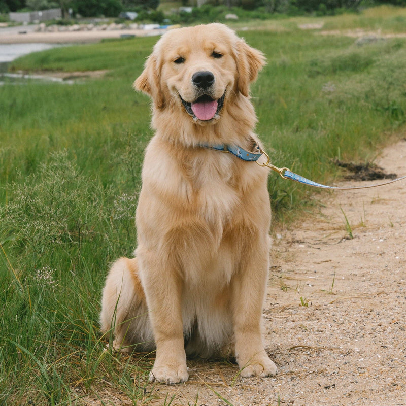 Gull Watch Martingale Dog Collar