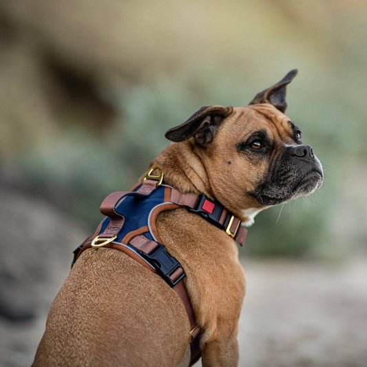 No Pull Dog Harness | Step in | Reflective | Heavy Duty | Easy Reach Handle | The Coco: Medium